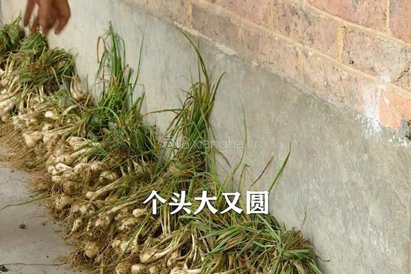 酸辣剁椒藠头 专治夏天没胃口的做法图解1
