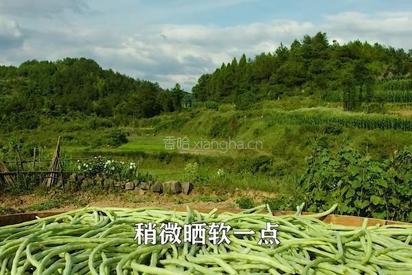 开胃老坛酸豆角 好吃的坛子菜 酸辣脆爽的做法图解2