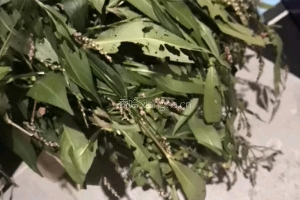 中草药酒曲的做法图解1