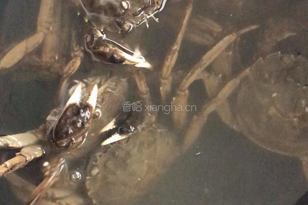 清蒸河蟹的做法图解1