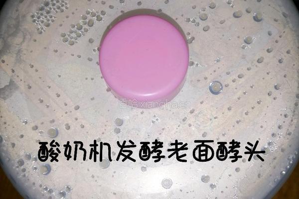 醪糟老面馒头的做法图解2