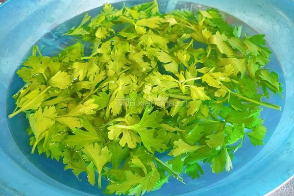 肉末芹菜叶的做法图解5