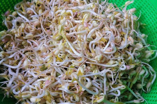 自芽豆芽菜的做法图解4