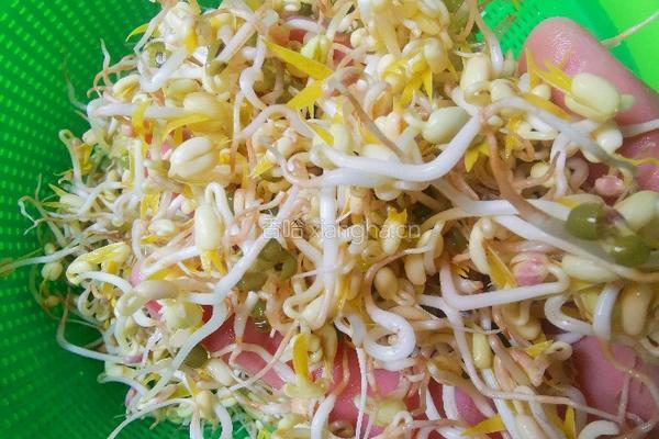 自芽豆芽菜的做法图解5