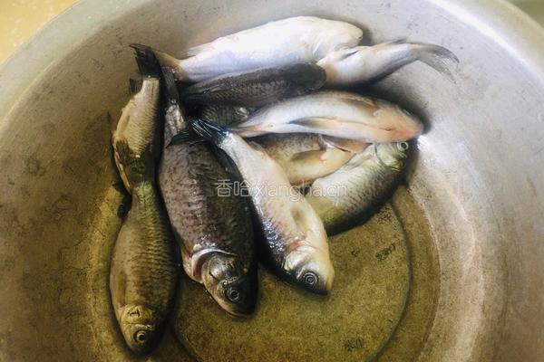 冬瓜豆腐鲫鱼汤的做法图解1