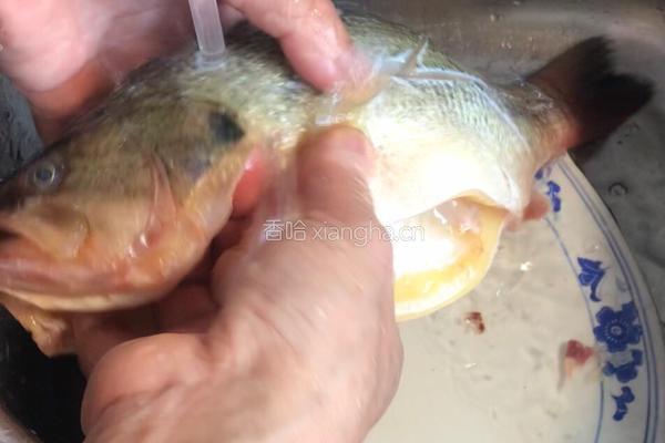 薄荷鲈鱼的做法图解3