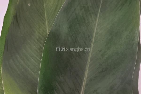 大米猪肉粽的做法图解14
