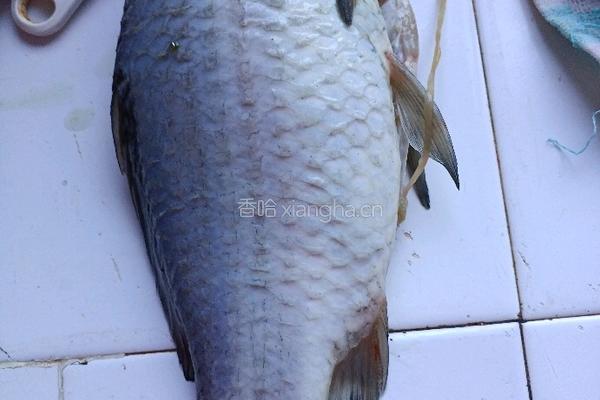砂锅鲫鱼蘑菇豆腐汤的做法图解2