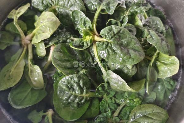 凉拌菠菜的做法图解3