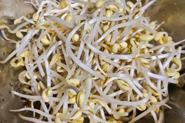 豆芽粉丝贴喝饼的做法图解5