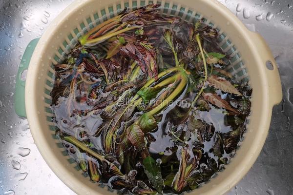 香椿芽鸡蛋饼的做法图解2