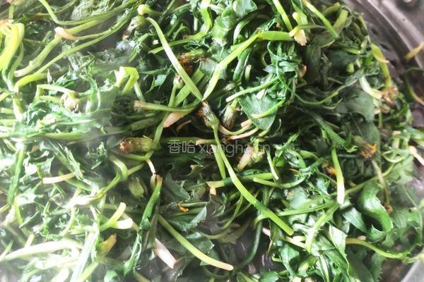 蒲公英茶的做法图解3