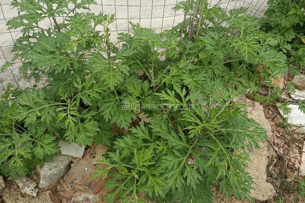 多彩糍粑的做法图解1