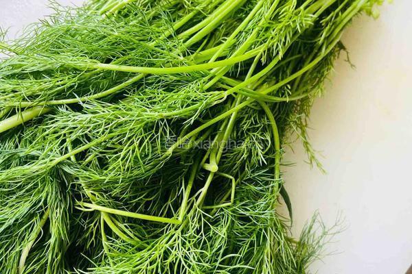 大肉小茴香水饺的做法图解1