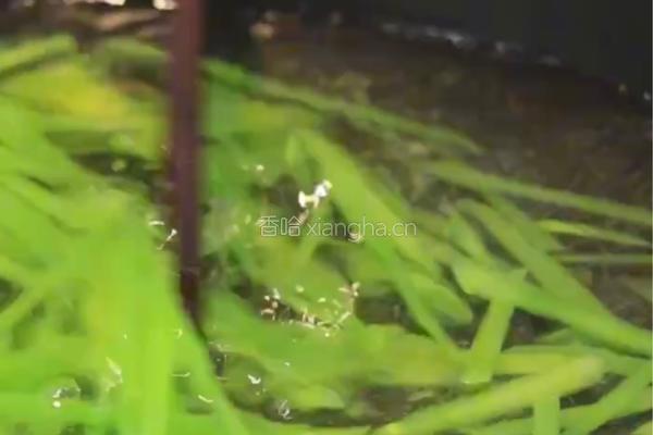 葱油鲍鱼的做法图解3