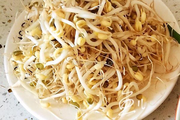 豆芽炒韭菜的做法图解2