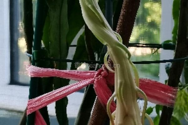 昙花炒鸡蛋的做法图解2