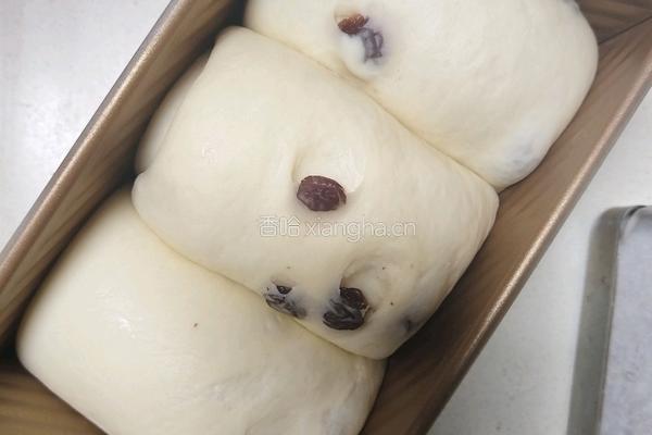 鲜奶提子吐司（2个450g吐司）牛奶液种的做法图解18