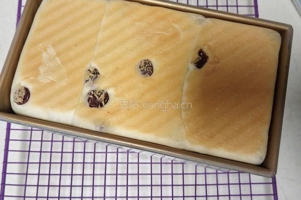鲜奶提子吐司（2个450g吐司）牛奶液种的做法图解20