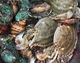 🐚[图]