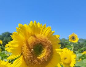 郁金香公园的向日葵🌻[图]