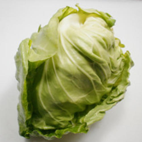 牛心菜[图]