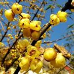 腊梅花[图]
